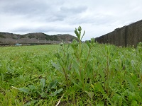 田んぼをつかった花畑