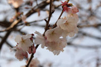 「道の駅」花の三聖苑の桜