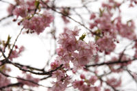 伏倉橋上流の桜