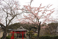 建久寺近くの桜