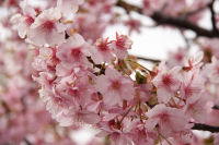 南川沿いの桜