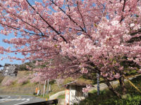 雲見入谷バス停付近の桜