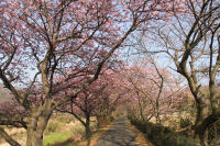 伏倉土手の桜