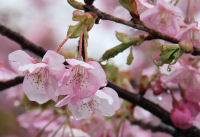 早咲きの桜