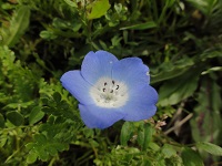 田んぼをつかった花畑 田んぼをつかった花畑