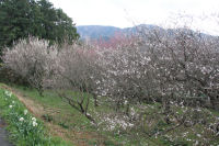 牛原山梅園 牛原山梅園