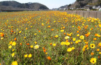 那賀の田んぼをつかった花畑