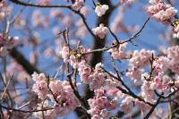 船田橋近くの桜