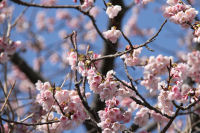 船田橋近くの桜 船田橋近くの桜