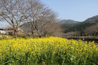 那賀川沿いの菜の花