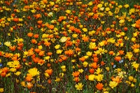 田んぼをつかった花畑 田んぼをつかった花畑