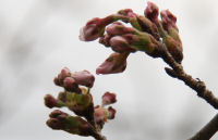 大沢温泉付近の桜