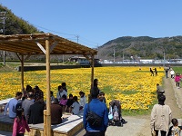 田んぼをつかった花畑 田んぼをつかった花畑