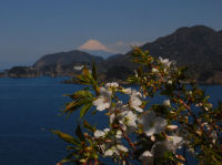 山桜と富士山 山桜と富士山
