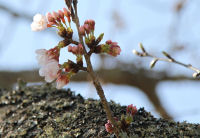 那賀川堤のソメイヨシノ開花