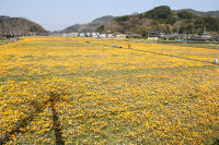 那賀の田んぼをつかった花畑