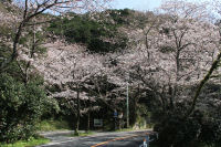 室岩洞付近のソメイヨシノ