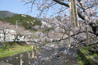 大沢温泉付近のソメイヨシノ