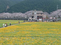 花畑と那賀川堤の桜