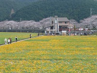 花畑と那賀川堤の桜 花畑と那賀川堤の桜