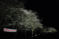那賀川堤夜桜ライトアップ