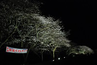 那賀川堤夜桜ライトアップ 那賀川堤夜桜ライトアップ