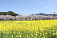 南郷ビオトープの菜の花