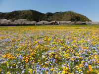 那賀の田んぼをつかった花畑 那賀の田んぼをつかった花畑