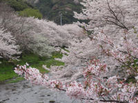 大澤桜