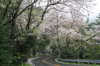 室岩洞の桜