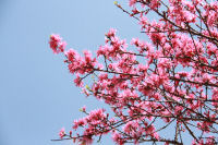 菊桃 菊桃
