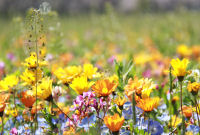 田んぼをつかった花畑 田んぼをつかった花畑