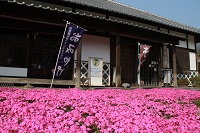 花の三聖園芝桜