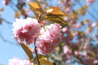 ぼたん桜 ぼたん桜