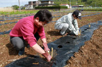 桑の植栽 桑の植栽