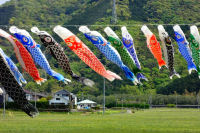 花畑のこいのぼり 花畑のこいのぼり