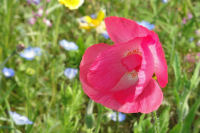 那賀の田んぼをつかった花畑