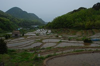 雨の棚田