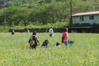 那賀の田んぼをつかった花畑