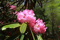 長九郎山植栽シャクナゲ 長九郎山植栽シャクナゲ