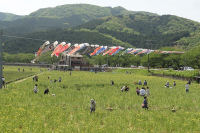 那賀の田んぼをつかった花畑