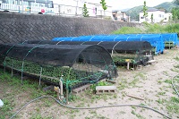 宮内苗畑 宮内苗畑