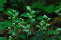 イチヤクソウ イチヤクソウ