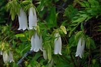 ホタルブクロ ホタルブクロ