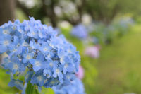 アジサイ アジサイ