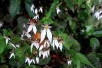 ユキノシタ ユキノシタ