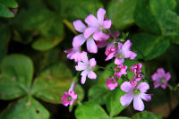 ムラサキカタバミ ムラサキカタバミ