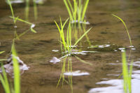 那賀の田んぼ 那賀の田んぼ