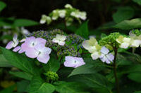 ガクアジサイ ガクアジサイ