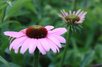 エキナセア エキナセア